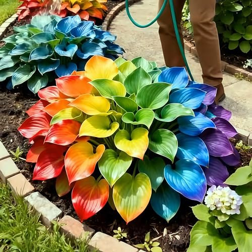 Hosta Bulbi, piante perenni, Hosta Bulbi grande, Ambiente paesaggistico, Hosta in vaso, profumate, pianta Hosta(Non artificiali)-4 bulbi-D