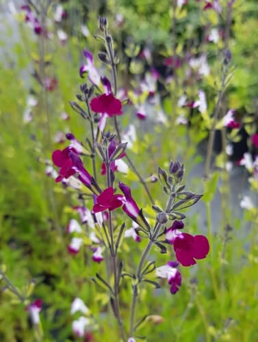 Salvia greggii AMETHYST LIPS 'Dyspurp' / Sauge arbustive/Conteneur de 3 à 4 litres/Vivace
