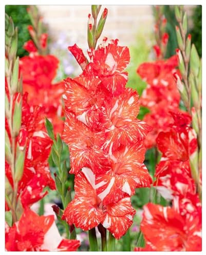 5 years, Mysteriöse magische Glühbirne,Blumenzwiebel Mix,Beautiful, Luftreinigung, Gift, Gladiolen Pflanzen -10 Gladiolen zwiebeln-Z