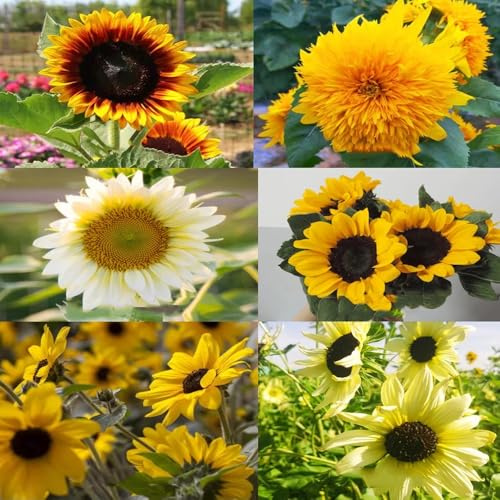 girasoli perenni resistenti per sole pieno di interni girasoli tagliati semi di perenni giardino che amano l'ombra, resistenti 400pcs
