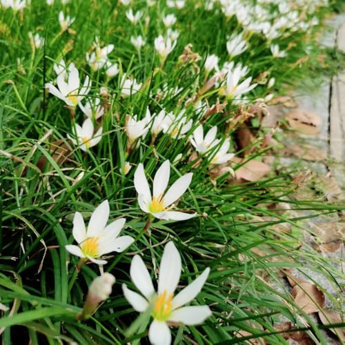 Bulbi di Zephyranthes - Zephyranthes Candida - giardino farfalle regali per giardinieri bulbi di precoci regali per gli amanti del giardino 4pcs