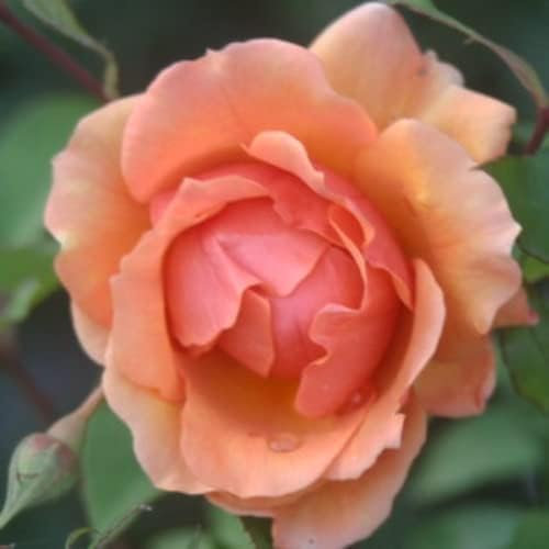 Dorothy Bare Root Rose - Beautiful Peach Blooms - Great Gift Idea - Floribunda