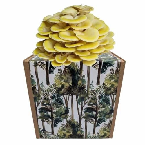 Myko Manufaktur Myko-Box Pilzzucht-Set – Zitronenseitling – Grow Kit für zuhause – edle Designer-Boxen (Aquarellwald)