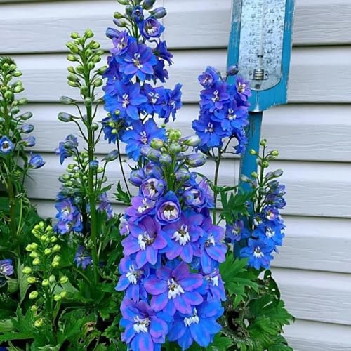 Semi di Delphinium, Semi resistenti alle di Larkspur da balcone resistenti Le da balcone sono perenni 300pcs