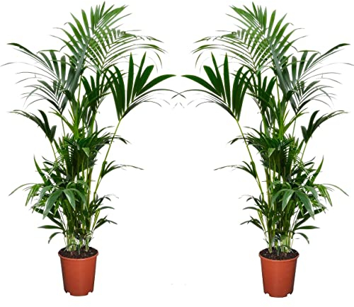Plant in a Box - Palma Kentia - Set di 2 - Howea forsteriana - Altezza 90-100cm - Vaso 18cm - Pianta tropicale da interno elegante e resistente - Purificatrice d’aria - Ideale per casa e ufficio