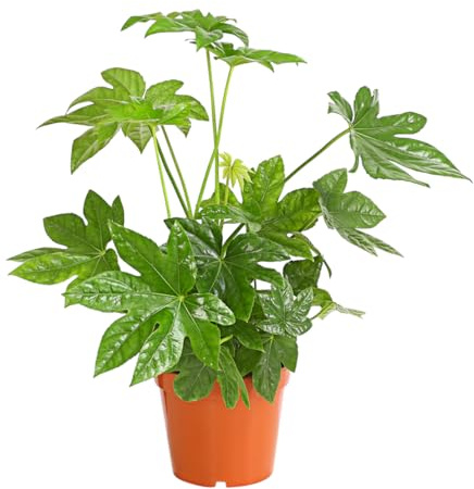 Dehner Zimmeraralie, ledriges Laub, 50-60 cm inkl. Pflanztopf, Ø Topf 17 cm | Fatsia japonica, schnellwachsende Zimmerpflanze, pflegeleicht, für helle bis schattige Standorte