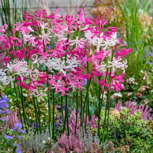 Nerine Zwiebeln Kollektion - 10 Knollen in Großformat 12/14 - Blumenzwiebeln Mehrjährig Winterhart- Echte Pflanzen aus Holland (keine Samen, nicht künstlich)