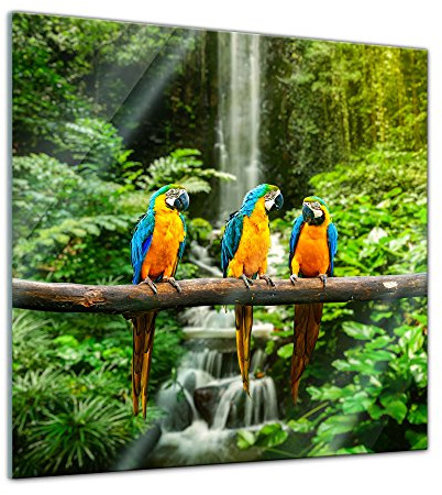 Bilderdepot24 Glasbild - Blau-Gelber Macaw Papagei - 50x50 cm - Deko Glas - Wandbild aus Glas - Bild auf Glas - moderne Glasbilder - Glasfoto - Echtglas