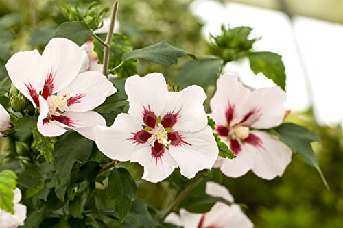 Gartenhibiskus Hibiscus syriacus Hamabo 40-60 cm winterhart | Sichtschutz, Bienenweide, sonniger Standort, schnittvertraeglich, blühfreudig, ideal für Hecken und Gartenbeete