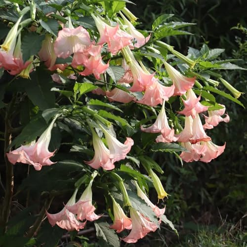 EngelstrompetePflanzeSamen、wohnzimmer deko gartenpflanzen、langer Blütezeit für einePflanzengarten、Wunderschön leuchtende mitSamengeschenk 200pcs