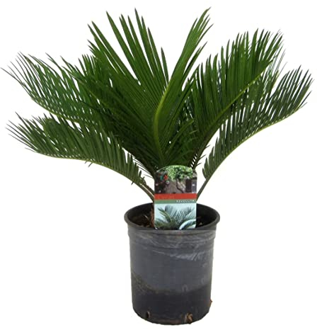 Plant in a Box - Sagopalme - Cycas revoluta - Höhe 45-60cm - Topf 15cm - Exotischer Palmfarn aus Japan - Pflegeleichte & langlebige Zimmer- und Kübelpflanze für Wohnzimmer, Wintergarten & Terrasse