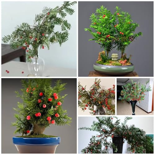 Semi di Taxus baccata di tasso, da balcone, interno verdi, decorazioni da giardino 300pcs