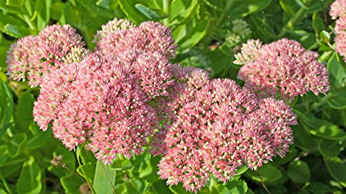 Fetthenne, Wildform Sedum telephium 100 Samen
