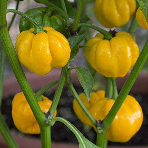 Viridis Hortus - 20 x Scotch Bonnet Yellow Chilli Hot Pepper Vegetable Seeds