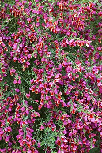Cytisus scoparius 'Burkwoodii' 40-60 cm – Winterhart, Mehrjährig, Pflegeleicht – Besenginster – Zierstrauch für Garten & Beet