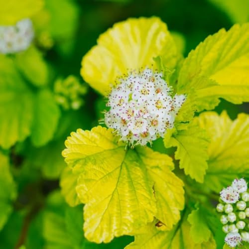 Semi di Physocarpus opulifolius - regali per giardinieri per luoghi soleggiati arbusti a crescita rapida arbusti sempreverdi resistenti sempreverdi decorazione 80pcs