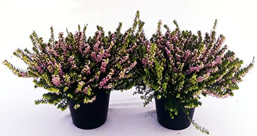 POWERS TO FLOWERS - ERICA CARNEA DARLEYENSIS ROSA 3 PIANTE, piante vere