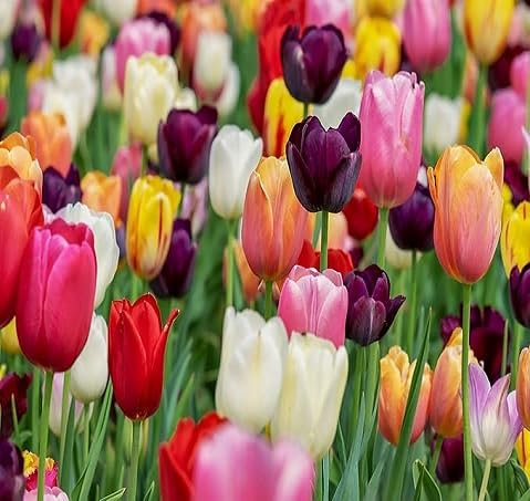 100 graines de tulipes mélangées