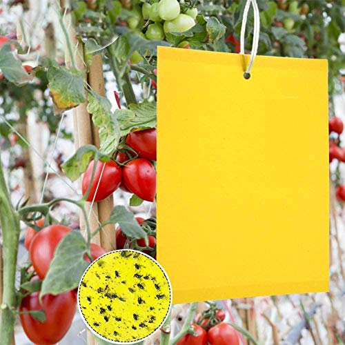 Panngu 50 Pièces Pièges à Insecte, Pieges Collants Double Face, Jaune Papier Anti-Insecte Anti Blanc Feuille de Mouches, Mineur, Mites pour Pot, Jardin et Balcon(15x20cm)