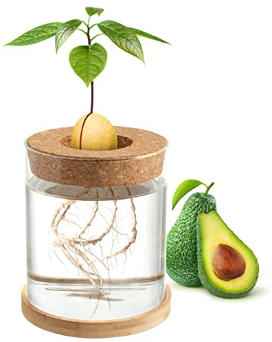 Biggun Avocado Tree Growing Kit - Avocado Pit Planting Bowl with Cork and Wooden Base, Cultivating Seedlings in Novel Way, Great Gift for Family Friends and Gardening Enthusiasts
