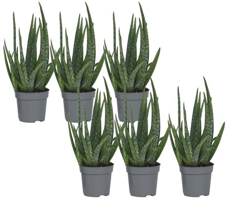 Plant in a Box - Aloe Vera - Set de 6 - Plante d'intérieur - Succulents - Pot 10,5cm - Hauteur 25-40cm