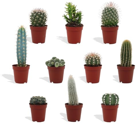 DutchLeafs Cactus Mix - 10 Stück - Pflanztopf 5,5 cm - Höhe 8-15 cm - Mini Pflanzen - Kakteen - Zimmerpflanzen