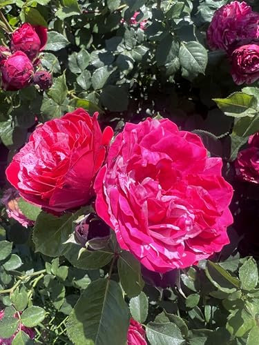 Raspberry Ripple – Red/White Bicoloured Floribunda Rose Bush– 4L Potted