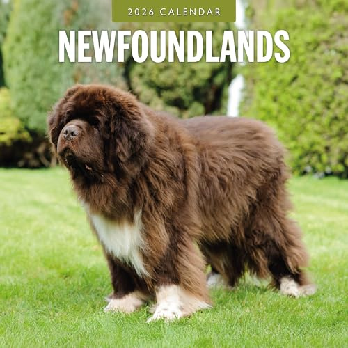 Newfoundlands - 2026 Square Wall Calendar - by Red Robin Publishing