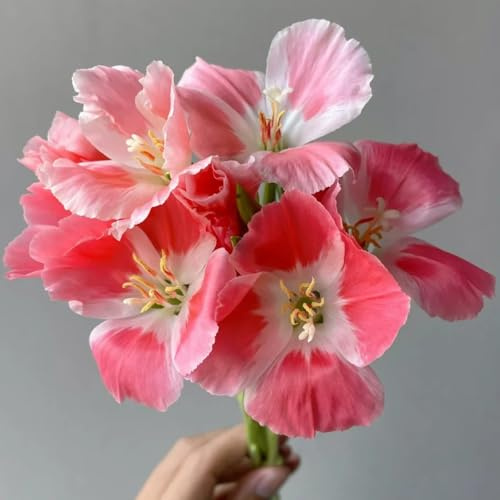 semi di azalea estiva, perenne resistente tappezzante di azalea estiva resistenti per il giardino rare, decorazione del soggiorno selvatici da balcone 500pcs