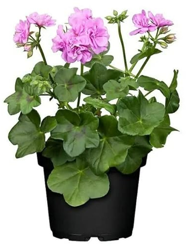 Geranio Cultivo Nacional Planta Ornamental Natural para Balcón y Jardín