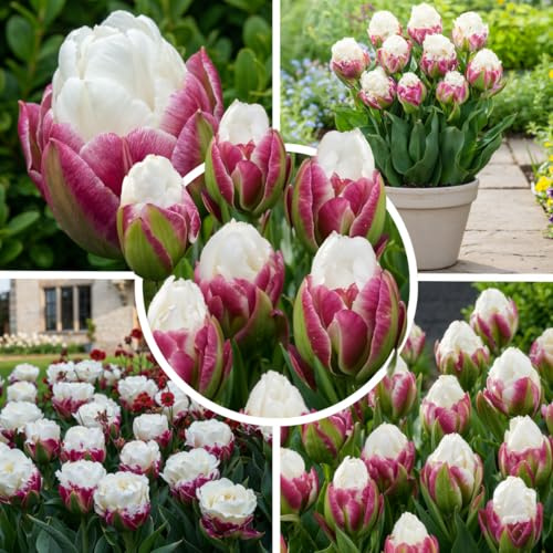 FLORIUM Tulpenzwiebeln Winterhart Mehrjährig - Ice Cream 10 Stück Blumenzwiebeln | Echte Pflanzen aus Holland | Tulpen zwiebeln für Garten und Balkon