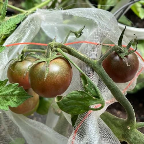 cherry tomaten tomatensamen freiland nachhaltige geschenke gewächshaus balkon hochbeete für garten bio gemüsesamen alte sorten hochbeet gemüsesaat winterharte kübelpflanzen seltene 200samen