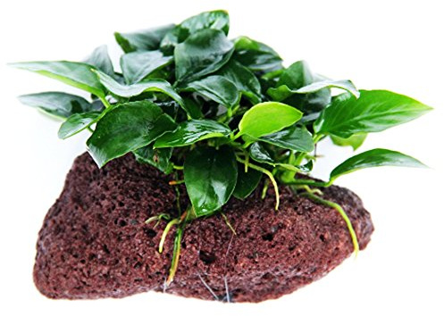 Greenpro (Anubias Nana Petite Lava Stone) Anubias, Java Fern, Moss and More! Freshwater Live Aquarium Plants on Driftwood for Aquatic Tropical Fish Tank Decorations - Easy to Drop