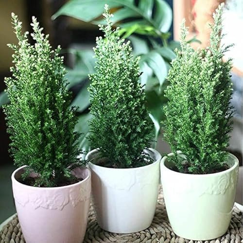 9cms Pot Chamaecyparis lawsonianna 'Ellwoodii' Evergreen Dwarf Conifer (1 Pack)