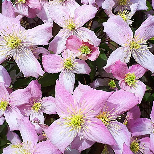 GardenersDream Clematis Fragrant Spring - Duftende Kletterpflanzen Winterhart - Clematis Winterhart Mehrjährig Pflanze - Balkon Pflanzen Frühling