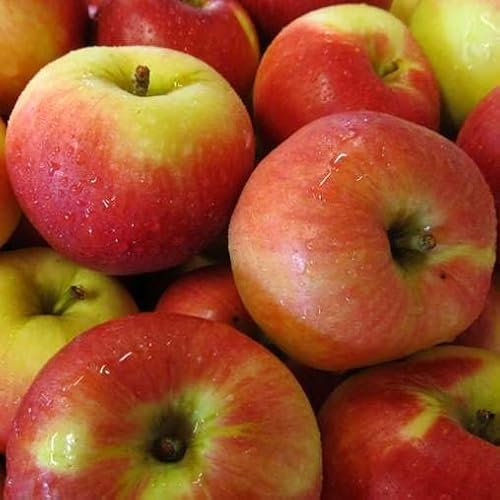 Melo Annurca. Garden Talamonti.