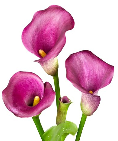 7 x Calla Bollen 'Purple Splendor' | Sommerblumen | Holland-Qualitat | Calla Zwiebeln | Blumenzwiebeln - The Bulb Farmers