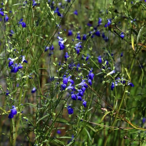 Semillas de salvia, exóticas resistentes Semillas de Salvia japonica, semillas de cobertura del suelo resistentes de jardín 200pcs