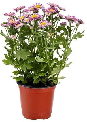Flor Viva Interior y Exterior Chrysanthemum Planta Flores Mix Colores