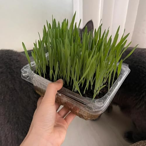 katzengras - stauden winterhart mehrjährig exotische bio indoor steingarten 50samen