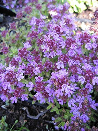Thymus serpyllum Coccineus - Teppich-Thymian Verpackungseinheit 5