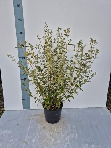 Camedrio Teucrium fruticans – Arbusto Sempreverde Argenteo | Resistente a Siccità e Mare | Ideale per Siepi e Giardini Mediterranei – Vaso 17 cm - Vivai Giulian Giovani Piante