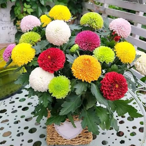 Semillas de Pompon mamma de verano resistentes balcón crisantemo, para lugares soleados semillas silvestres orgánico exótico invernaderos balcón 80pcs