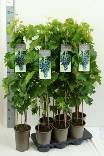 Vitis vinifera 'Muscat Bleu' 80–100 cm – Winterhart & Mehrjährig – Weinrebe – Kletterpflanze für Pergola & Rankhilfe