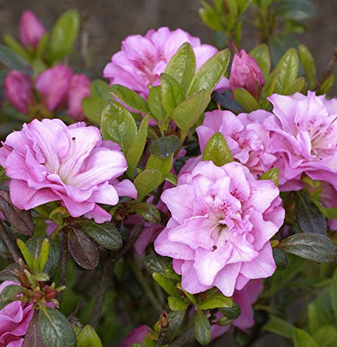 Japanische Azalee Rosinetta® 30-40cm - Rhododendron obtusum - lebende Gartenpflanze aus den Baumschulen
