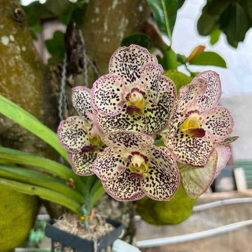 Orchidea Vanda, balcone in vaso giardino di interno decorativo ombra semi di selvatici Arredamento del 450semi