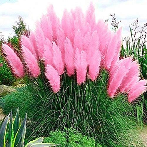 200 semi di Cortaderia Selloana Pampas erba ornamentale giardino pianta ornamentale decorazione casa rosa Cortaderia Selloana semi per donne, uomini, bambini, principianti, giardinieri regalo