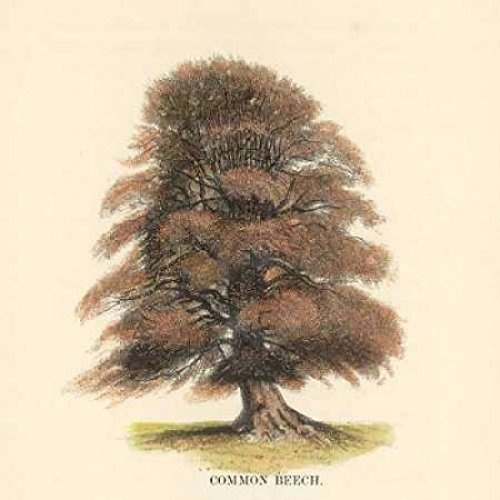 Common Beech Poster Print by Samuel Williams (12 x 12)