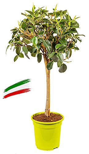Bonplants Ficus Australis, Alberello Sempreverde, Vaso 21 cm, h 80 cm