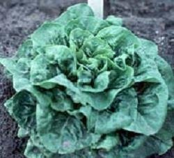 Lettuce Buttercrunch 5,000 Seeds